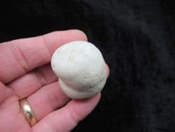 Mammal dung