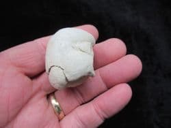 Mammal dung