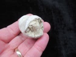 Mammal dung
