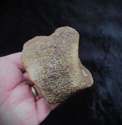 Mammoth Carpal bone (Foot)