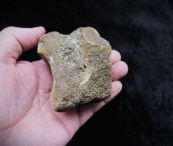 Mammoth Carpal bone (Foot)
