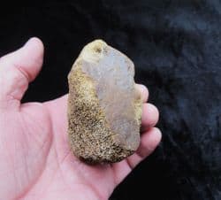 Mammoth Carpal bone (Foot)