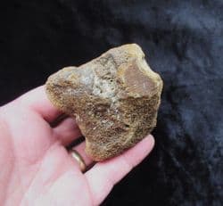 Mammoth Carpal bone (Foot)