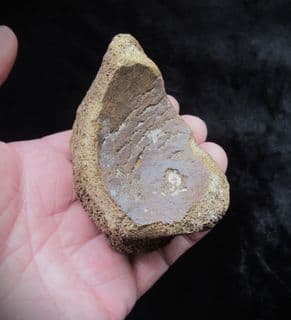 Mammoth Carpal bone (Foot)