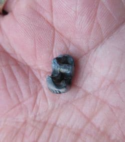 Manatee tooth from Florida