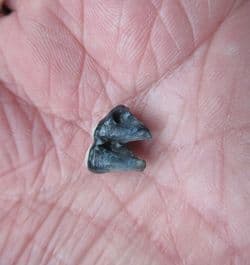 Manatee tooth from Florida