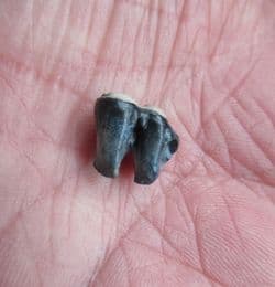 Manatee tooth from Florida