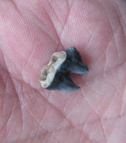 Manatee tooth from Florida