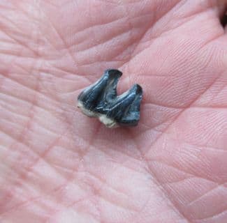 Manatee tooth from Florida