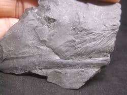 Mariopteris  and cordaites