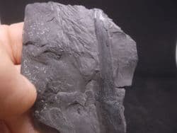 Mariopteris  and cordaites