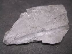 Mariopteris  and cordaites
