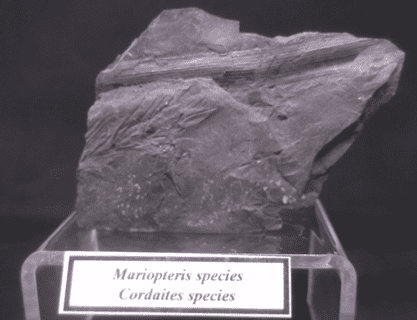 Mariopteris and cordaites