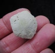 Marsupites testudinarius Crinoid Calyx from Peacehaven