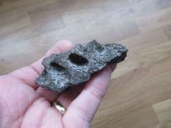 Mastodon americanum jaw section
