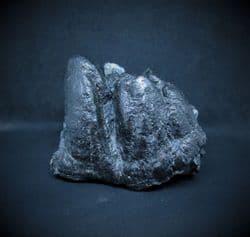Mastodon americanum tooth from Florida
