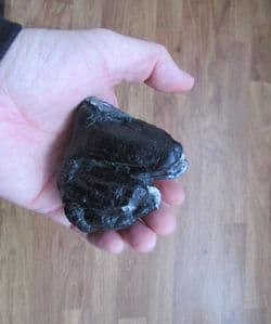 Mastodon americanum tooth from Florida