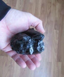 Mastodon americanum tooth from Florida