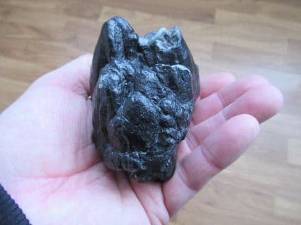 Mastodon americanum tooth from Florida