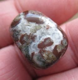 Mawsonia madaginia Stromatolite