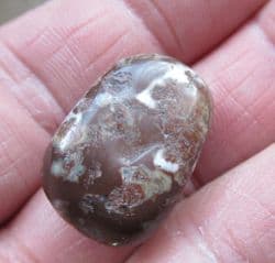Mawsonia madaginia Stromatolite