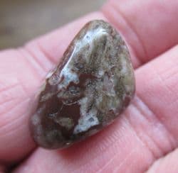 Mawsonia madaginia Stromatolite