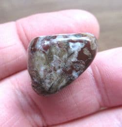 Mawsonia madaginia Stromatolite
