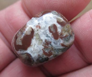 Mawsonia madaginia Stromatolite