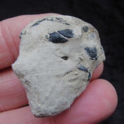 Mechochirus Lobster from the Oxford clay