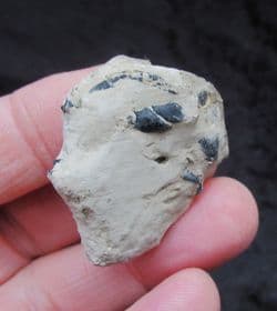 Mechochirus Lobster from the Oxford clay