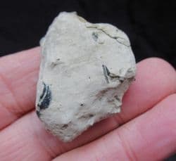 Mechochirus Lobster from the Oxford clay