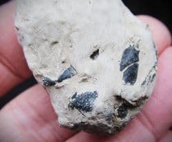 Mechochirus Lobster from the Oxford clay