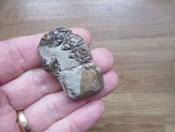 Mecochirus  Magna  (Mcoy)
