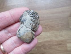 Mecochirus  Magna  (Mcoy)