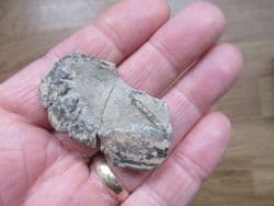 Mecochirus  Magna  (Mcoy)