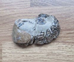 Mecochirus  Magna  (Mcoy)