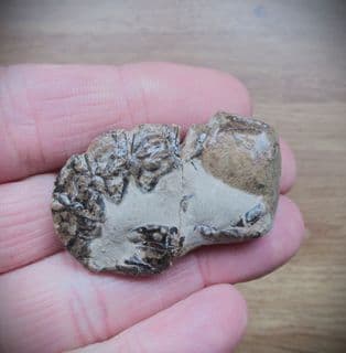 Mecochirus Magna (Mcoy)