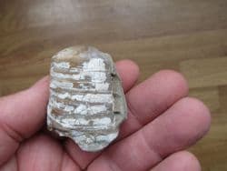Megateuthis  paxilosus phragmacone