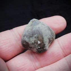 Meristina obtusa from the Silurian
