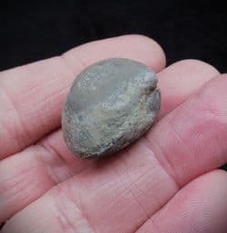 Meristina obtusa from the Silurian