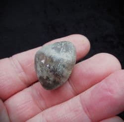 Meristina obtusa from the Silurian