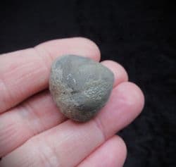 Meristina obtusa from the Silurian