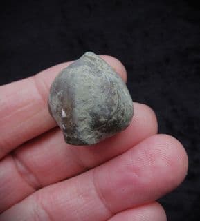 Meristina obtusa from the Silurian