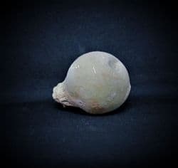 Merycoidodon Femur head