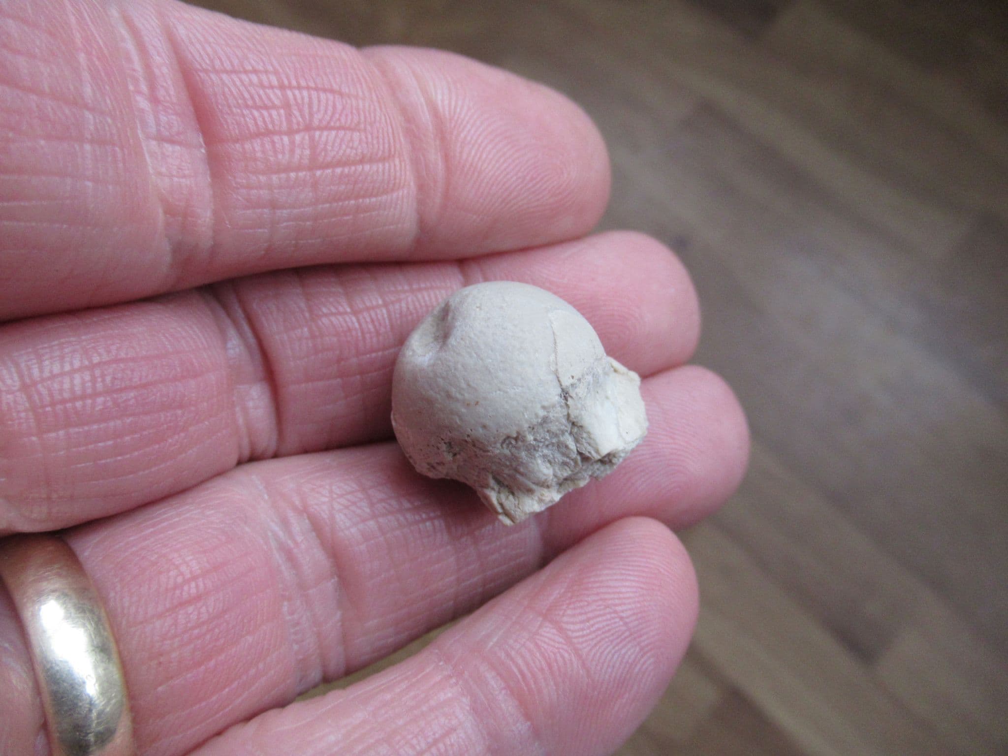 Merycoidodon Femur head