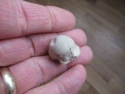 Merycoidodon Femur head