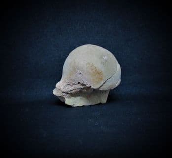 Merycoidodon Femur head