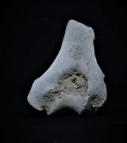 Merycoidodon Pig like Oreodont