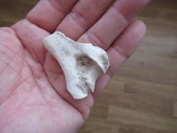 Merycoidodon Pig like Oreodont