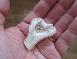 Merycoidodon Pig like Oreodont